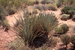 Yucca baccata