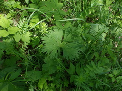 Aconitum lasiostomum