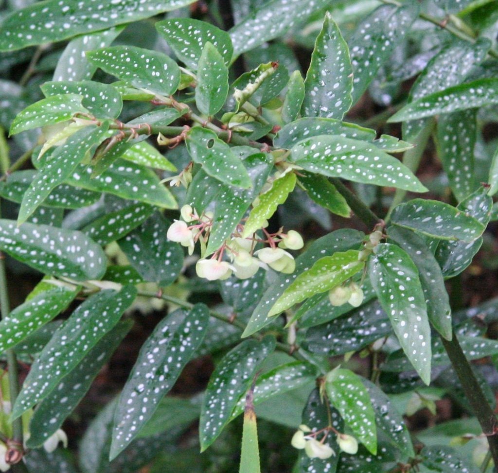 trout begonia