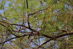 Passerina versicolor