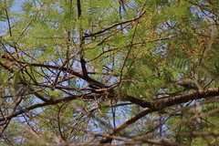 Passerina versicolor