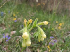Onosma tricerosperma