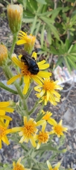 Xylocopa violacea