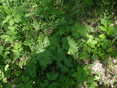 Aconitum lasiostomum