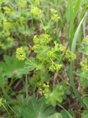 Alchemilla