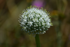 Allium cepa