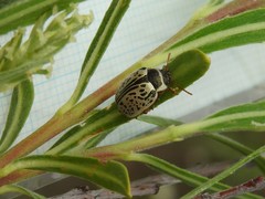 Calligrapha multipunctata