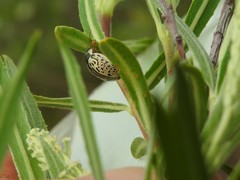 Calligrapha multipunctata