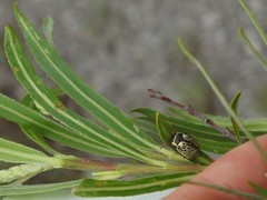 Calligrapha multipunctata