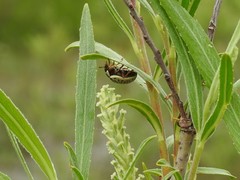 Calligrapha multipunctata