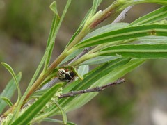 Calligrapha multipunctata