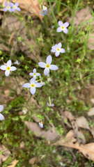 Houstonia caerulea