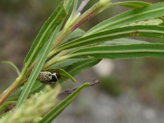 Calligrapha multipunctata