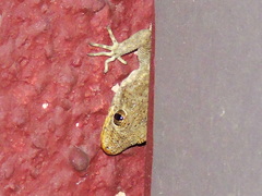 Mediodactylus kotschyi skopjensis