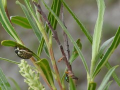 Calligrapha multipunctata