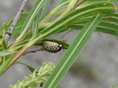 Calligrapha multipunctata