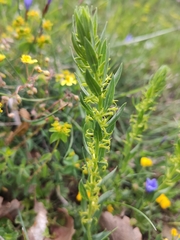 Thymelaea sanamunda