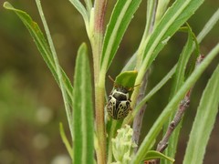 Calligrapha multipunctata