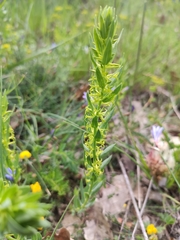Thymelaea sanamunda