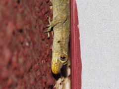 Mediodactylus kotschyi skopjensis