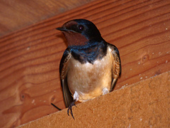 Hirundo rustica