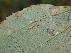 Bucculatrix canadensisella