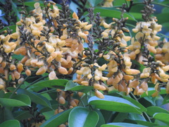 Pterocarpus rohrii