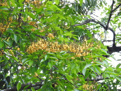 Pterocarpus rohrii