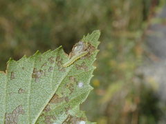 Bucculatrix canadensisella