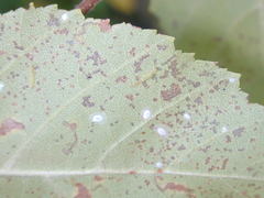 Bucculatrix canadensisella