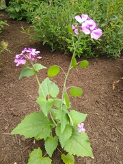 Lunaria