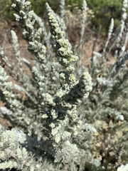 Artemisia pycnocephala