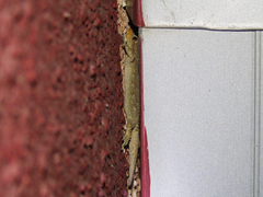 Mediodactylus kotschyi skopjensis