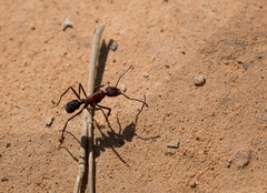 Ectatomma opaciventre