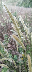 Poaceae