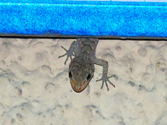 Mediodactylus kotschyi skopjensis
