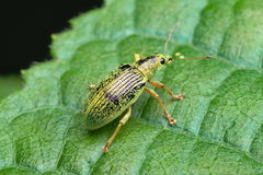 Polydrusus formosus