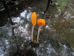 Mitrula lunulatospora