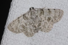 Dyscheralcis crimnodes