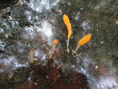 Mitrula lunulatospora