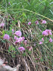 Chamaecytisus purpureus