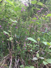 Chamaecytisus purpureus