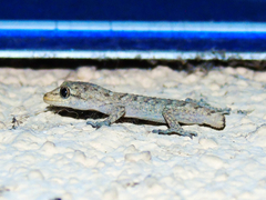 Mediodactylus kotschyi skopjensis
