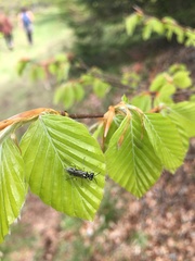 Rhogogaster picta