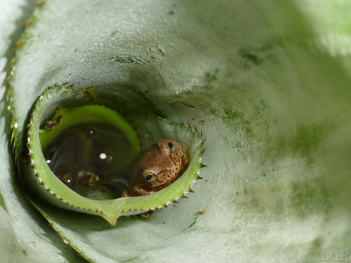Dendropsophus bogerti