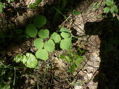 Thalictrum aquilegiifolium