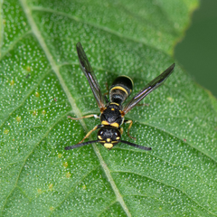 Parancistrocerus pedestris