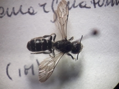Chelostoma emarginatum