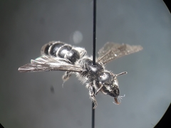 Chelostoma emarginatum