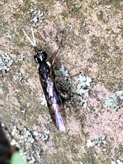 Xyeloidea